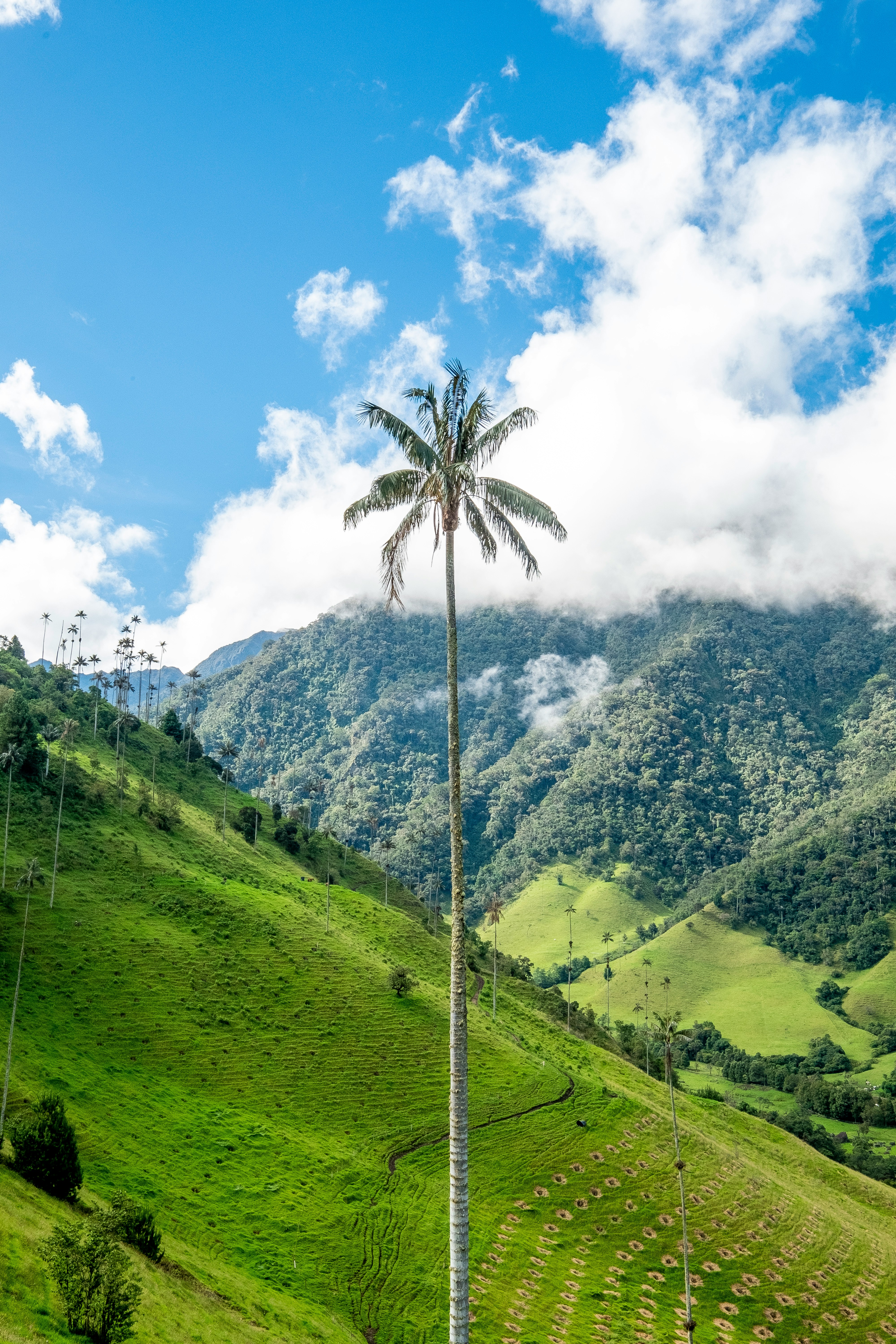 Wax palm in Colombian valley